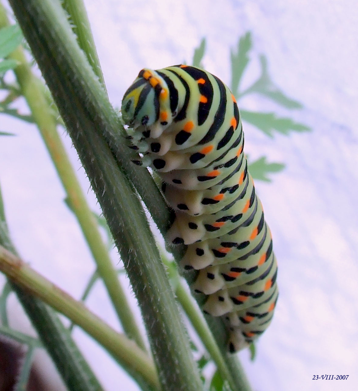 Le trasformazioni di Papilio machaon